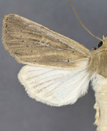 Apamea lintneri