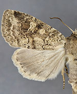 Arundinariaphila hayesi