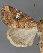 Cherokeea slotteni