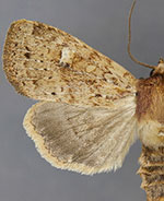 Cherokeea gabrielleae