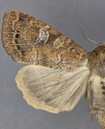 Cherokeea odonnellae
