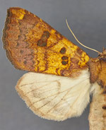 Papaipema sullivani
