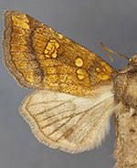 Papaipema sauzalitae