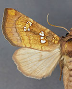 Papaipema depictata