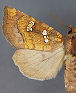 Papaipema depictata