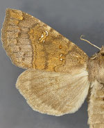 Papaipema blackorum