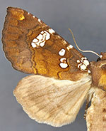 Papaipema marginidens