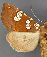 Papaipema amianthii