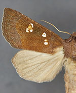 Papaipema beeriana
