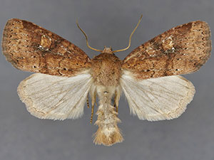 Cherokeea slotteni
