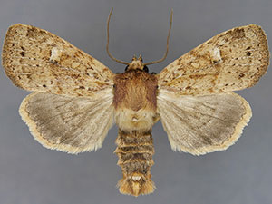 Cherokeea gabrielleae