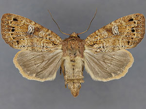 Cherokeea odonnellae