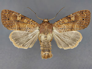 Cherokeea odonnellae