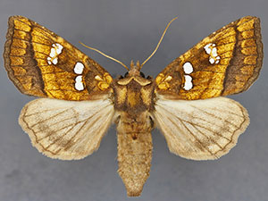 Papaipema hesseli