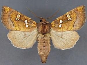Papaipema depictata