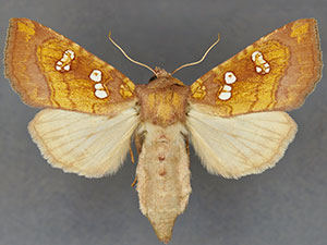 Papaipema limata