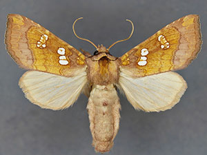 Papaipema limata