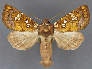 Papaipema albimontana