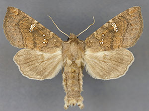 Papaipema blackorum