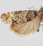 Barbara colfaxiana