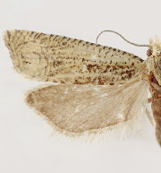 Eucosma granulatana