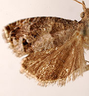 Pelochrista fiskeana