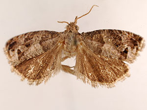 Pelochrista fiskeana