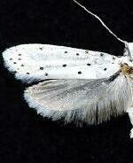 Yponomeuta padella