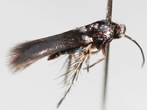 Cyphacma tragiae