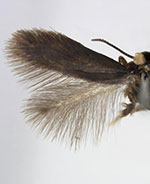 Stigmella ulmivora