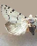 Grotella binda