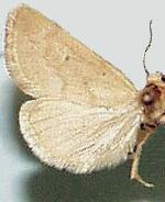 Grotella olivacea