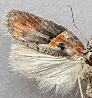 Acleris celiana