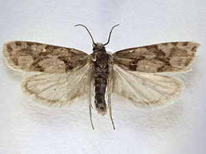 Eucosma southamptonensis