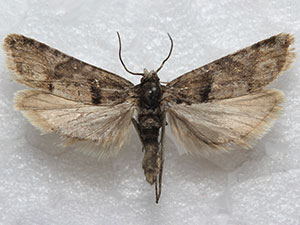 Eucosma southamptonensis