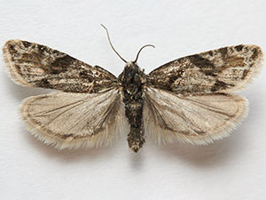 Eucosma southamptonensis