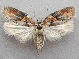 Acleris celiana