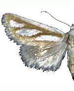 Hemigrotella argenteostriata