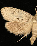 Acrolophus kearfotti