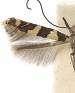 Telamoptilia hibiscivora