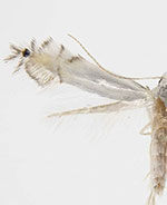 Phyllocnistis occidentalis