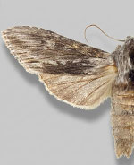 Cucullia comstocki