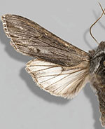 Cucullia comstocki