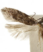 Pseudotelphusa incana