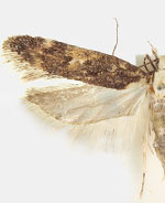 Chionodes bios