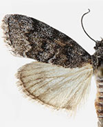 Pococera fuscolotella