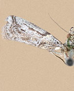 Olybria furciferella