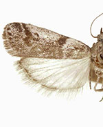 Laetilia coccidivora