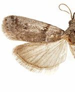 Laetilia coccidivora