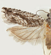 Holocola thalassinana
